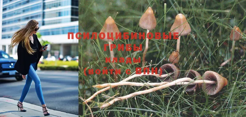 закладки  Арамиль  Псилоцибиновые грибы Psilocybine cubensis 